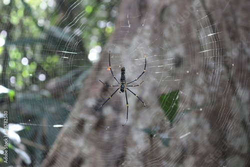 spider in the rainforest 