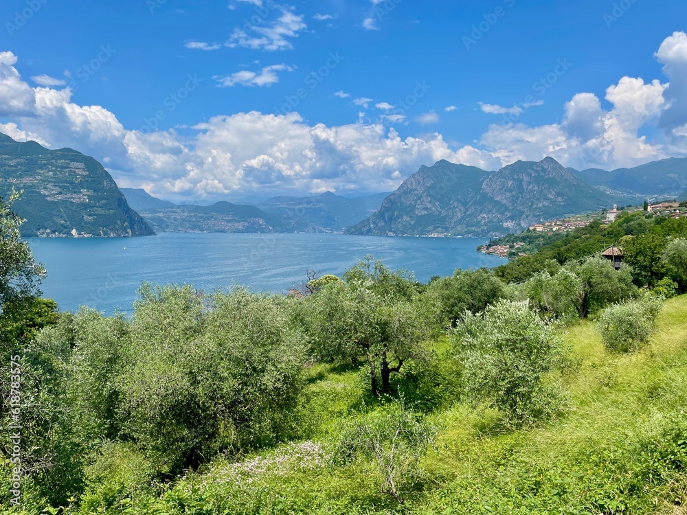 Olive grove on Monte Isola in Lago d'Iseo, Lombardy, Italy.