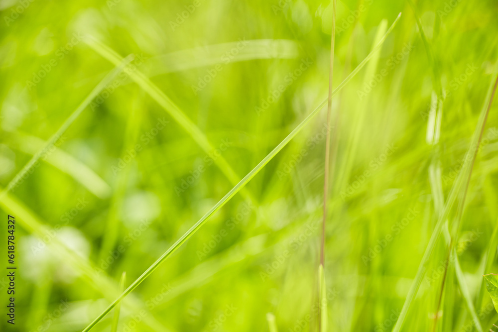 Fresh green grass background in sunny summer day in park Fresh green grass background in sunny summer day in park
