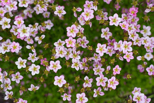 Pale pink saxifrage flowers bloom in spring