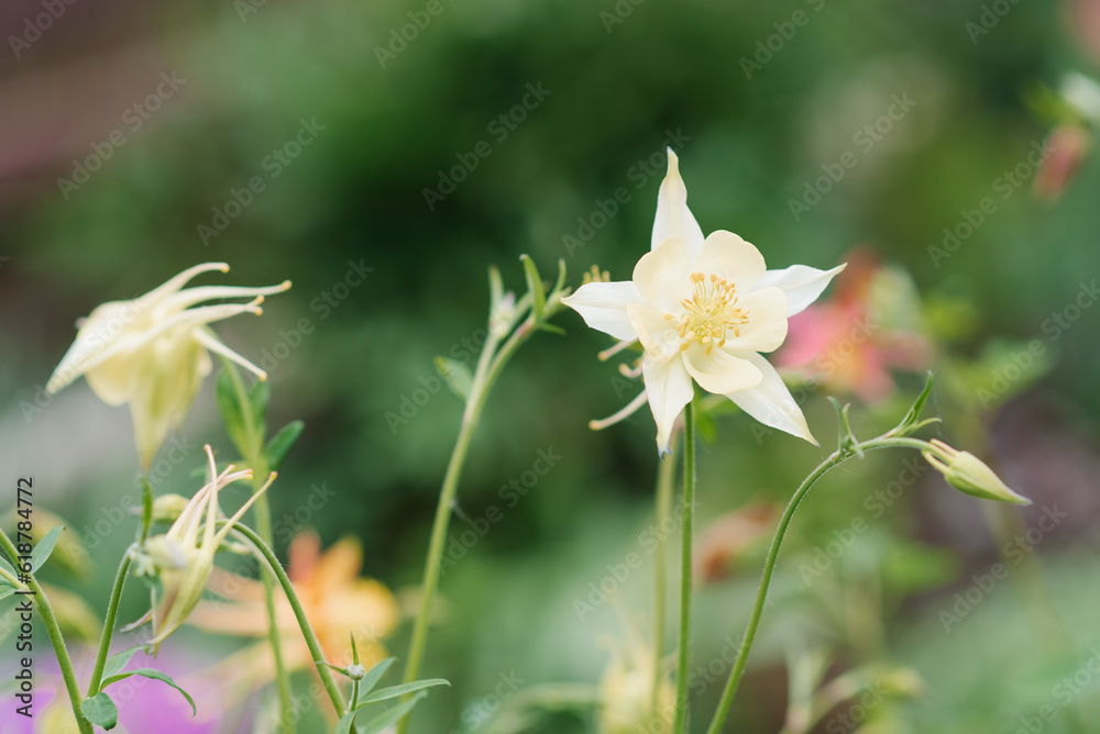 Delicate white flowers of aquilegia in summer Delicate white flowers of aquilegia in summer