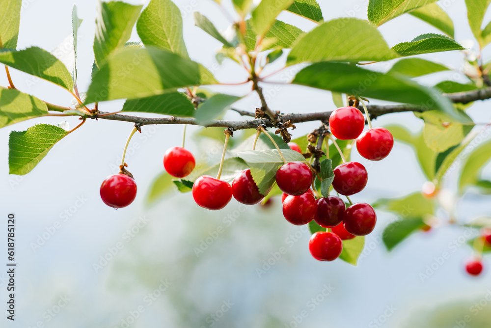 Ripe red organic cherry grows on a branch in the garden