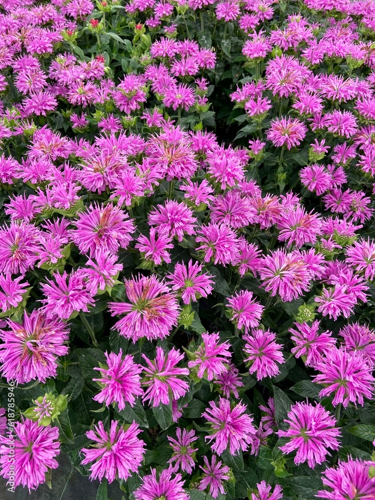 pink flowers pink flowers