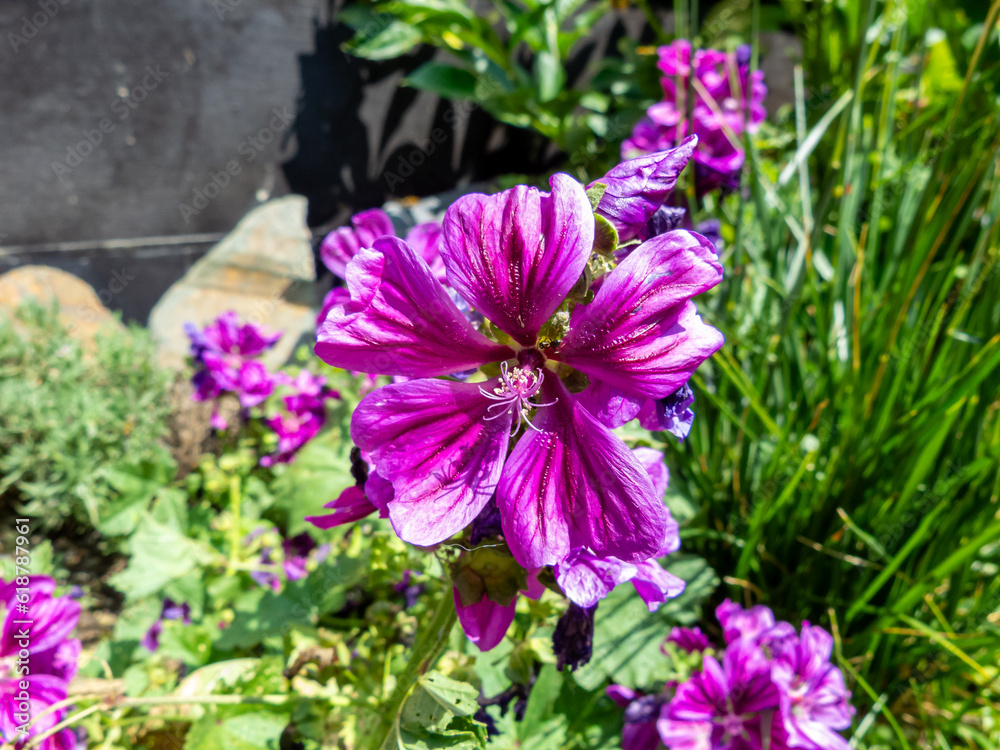 purple malva flowers in the garden
