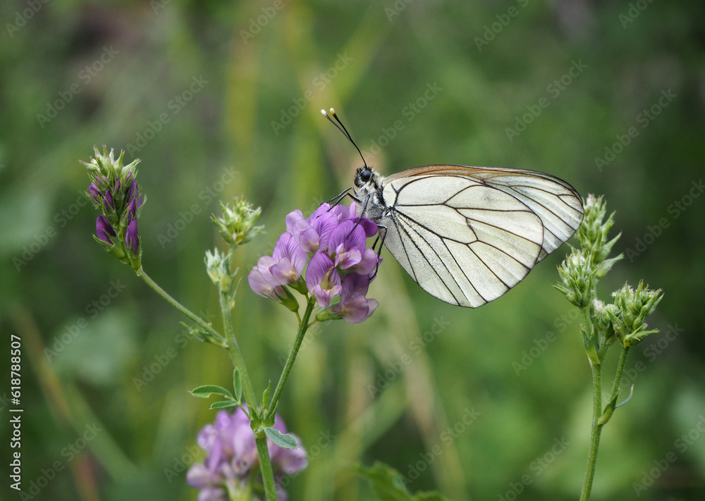 Butterfly on hybrid alfalfa flower. Black-veined white or Aporia crataegi. Butterfly on hybrid alfalfa flower. Black-veined white or Aporia crataegi.
