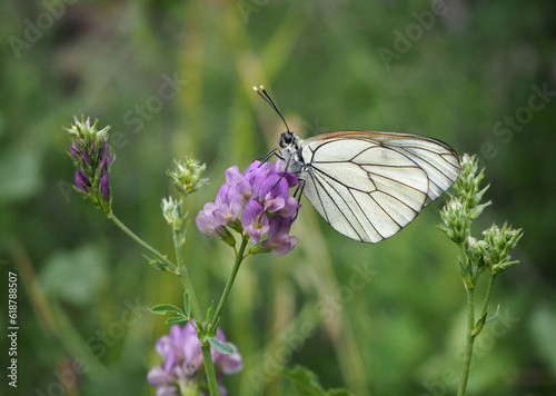 Butterfly on hybrid alfalfa flower. Black-veined white or Aporia crataegi.