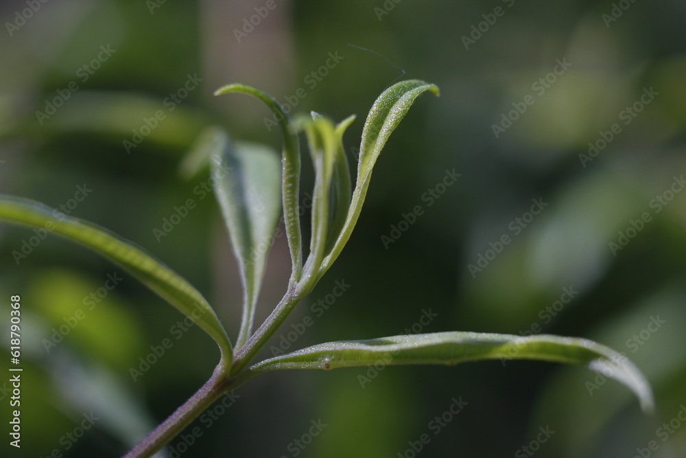 close up of lemon verbena