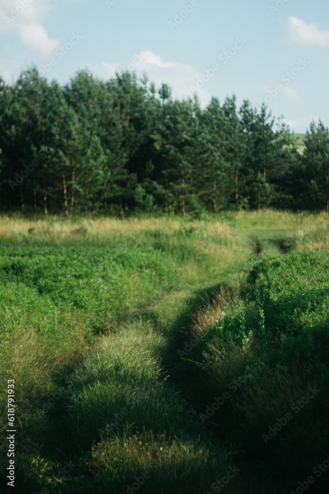 Fototapeta premium forest flowers under sunlight. bokeh