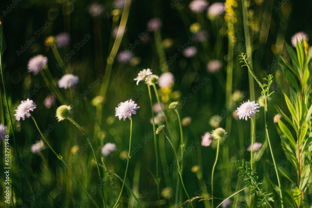 Fototapeta premium forest flowers under sunlight. bokeh