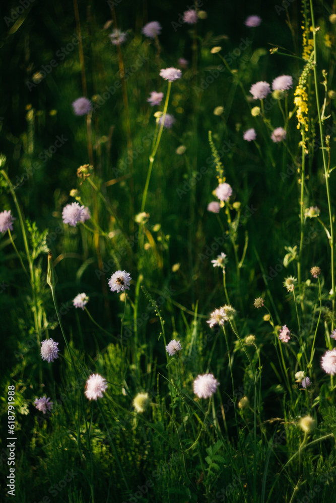 Fototapeta premium forest flowers under sunlight. bokeh