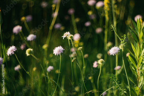 forest flowers under sunlight. bokeh