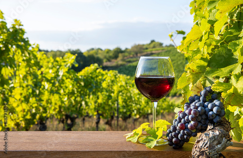 Verre de vin rouge et grappe de raisin au milieu d'un vignoble en France Fototapet