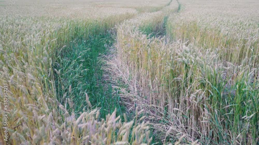 ears of wheat swing in the wind