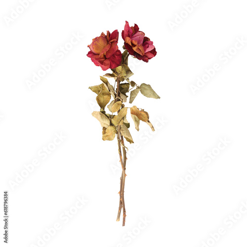 Dry dead rose flower stems isolated on transparent background	