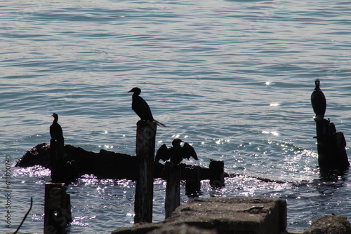 Some black birds on a rock in sea shore