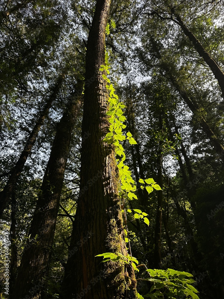 Fototapeta premium Trees in the mountain of the famous Mianyue Line trail Alishan National Park of Chiayi, Taiwan