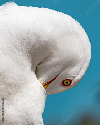 close up of a seagull with blue sky
