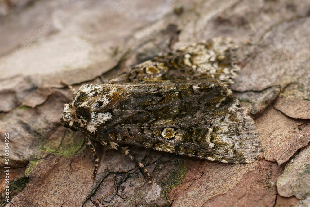 Closeup on the coronet owlet moth, Craniophora ligustri sitting on wood Closeup on the coronet owlet moth, Craniophora ligustri sitting on wood
