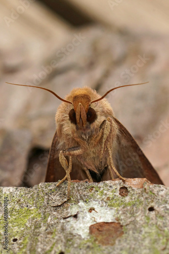 Detailed frontal closeup on the orange brown colored Clay owlet moth , Mythimna ferrago photo