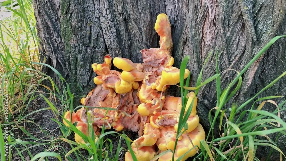 Amazing orange mushroom growing near a tree Amazing orange mushroom growing near a tree