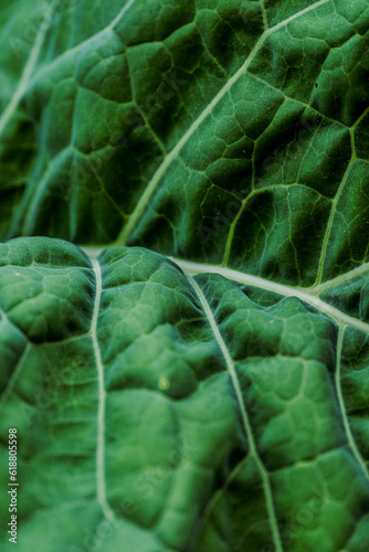 close up veins of green leaf details