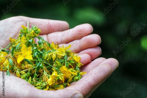 Hands are holding Hypericum perforatum in nature, common name - Saint John's wort photo