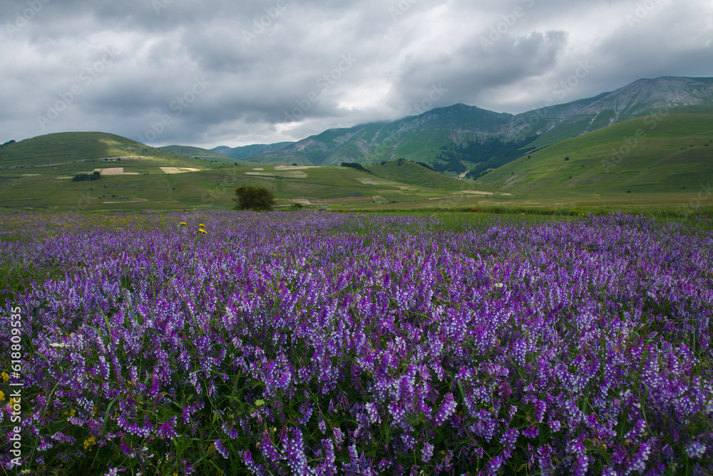 View of mountain field with violet wild flowers in Italy View of mountain field with violet wild flowers in Italy