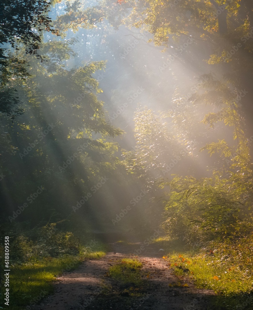Foggy morning in the forest with sunlight 2 Foggy morning in the forest with sunlight 2