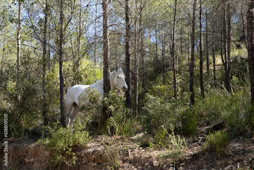Forest and a white horse that hides in the bushes. Nature with animals