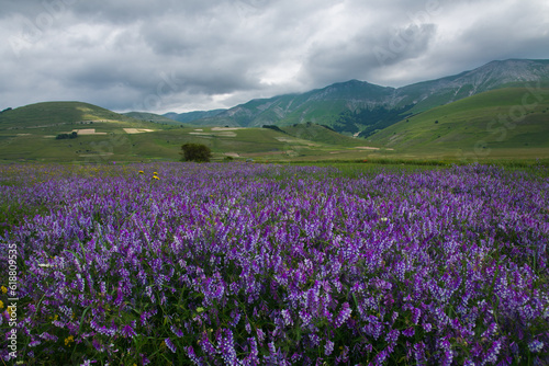 View of mountain field with violet wild flowers in Italy