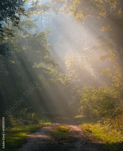 Foggy morning in the forest with sunlight 2