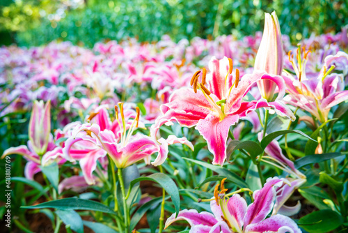Fototapeta Naklejka Na Ścianę i Meble -  Pink lily blossom flower in outdoor garden winter flower park