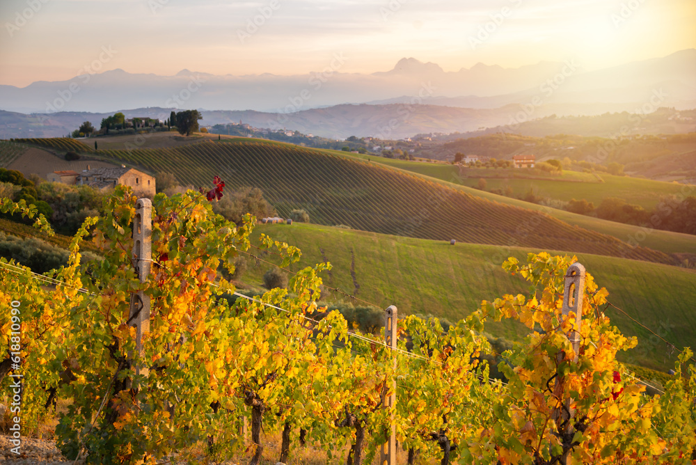 Colorful vineyard on hills in autumn on sunset