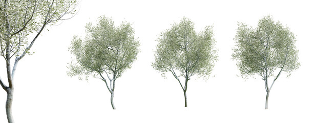 Olive trees isolated on transparent background and selective focus close-up. 3D render.
