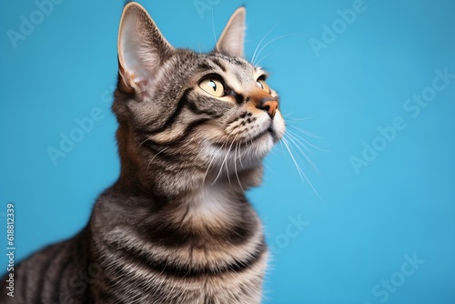 cat blue background