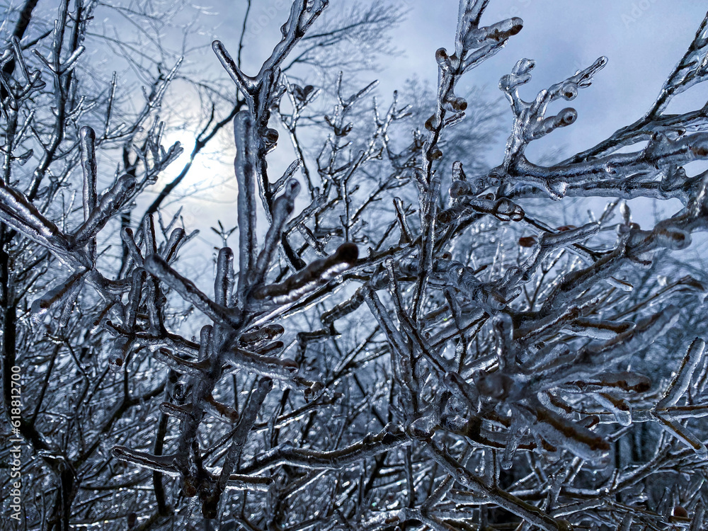 Obraz premium Frozen tree branches with a thick layer of ice
