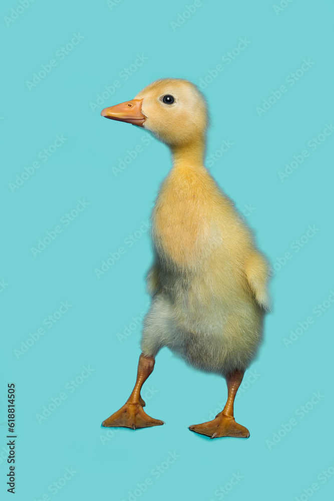Laufentenbaby, Entenbaby, Küken vor blauem Hintergrund Laufentenbaby, Entenbaby, Küken vor blauem Hintergrund