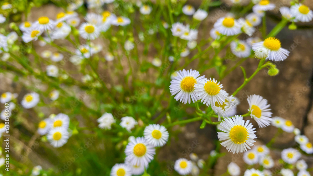 Fototapeta premium Fleabane blooming on the roadside