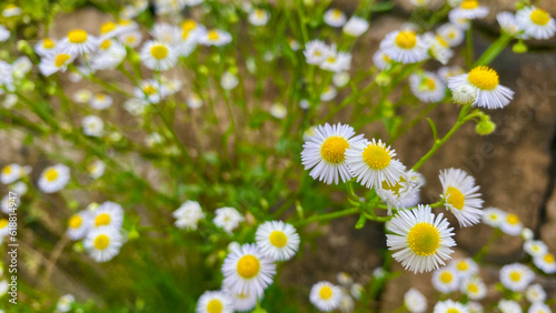 Fleabane blooming on the roadside