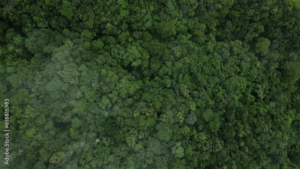 Aerial view of a misty forest in the clouds in Nepal. Smooth drone flight through foggy Himalayan forest. 4k footage. Aerial view of a misty forest in the clouds in Nepal. Smooth drone flight through foggy Himalayan forest. 4k footage.