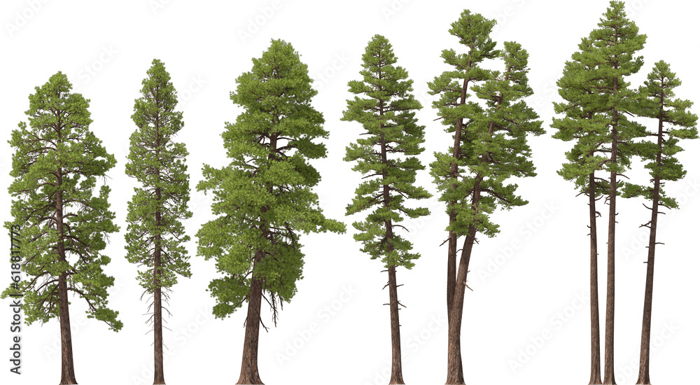 fir tree forest conifers, pine, yellow pine, hq arch viz cutout, 3d render plants