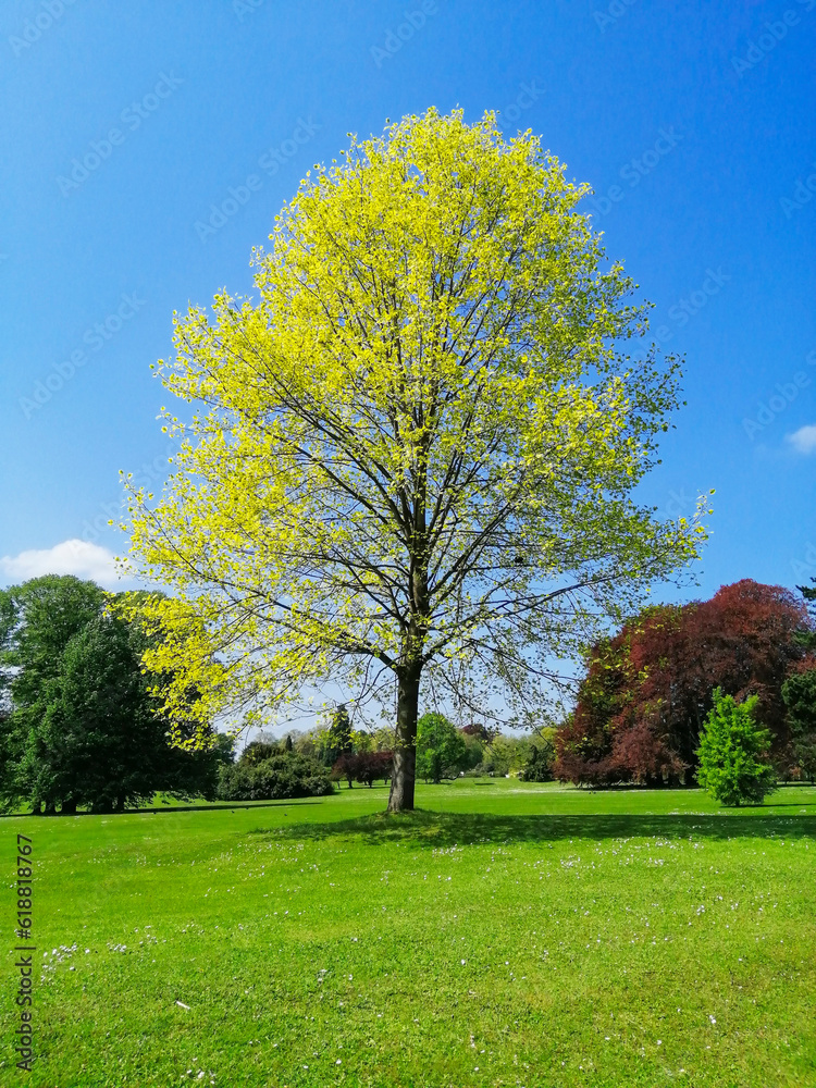 Fototapeta premium tree in the park