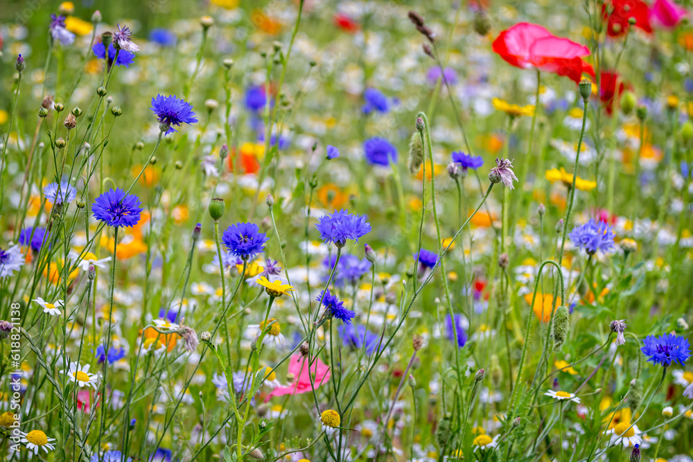 Close up of multi coloured wild flower garden
