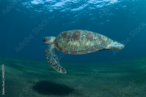 Green Turtle - Chelonia mydas feeds on the algae. Sea life of Bali, Indonesia.