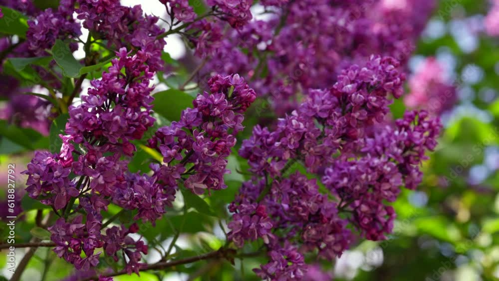 Bunches Of Purple Lilacs Sway In The Wind In Spring. 4k. 60 FPS. ProRes. Bunches Of Purple Lilacs Sway In The Wind In Spring. 4k. 60 FPS. ProRes.