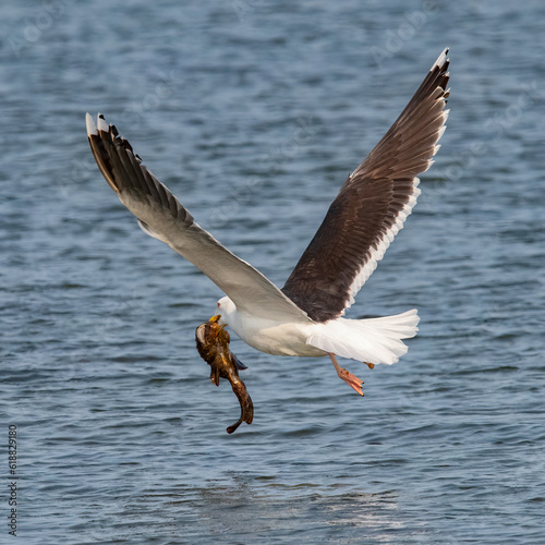 Gull and monkfish prey at Fort Phoenix State Reservation, Fairhaven, Massachusetts photo