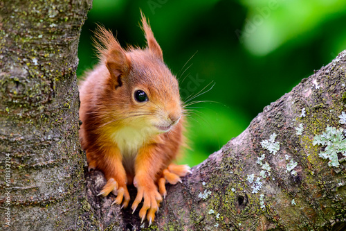 Baby Hörnchen - 4