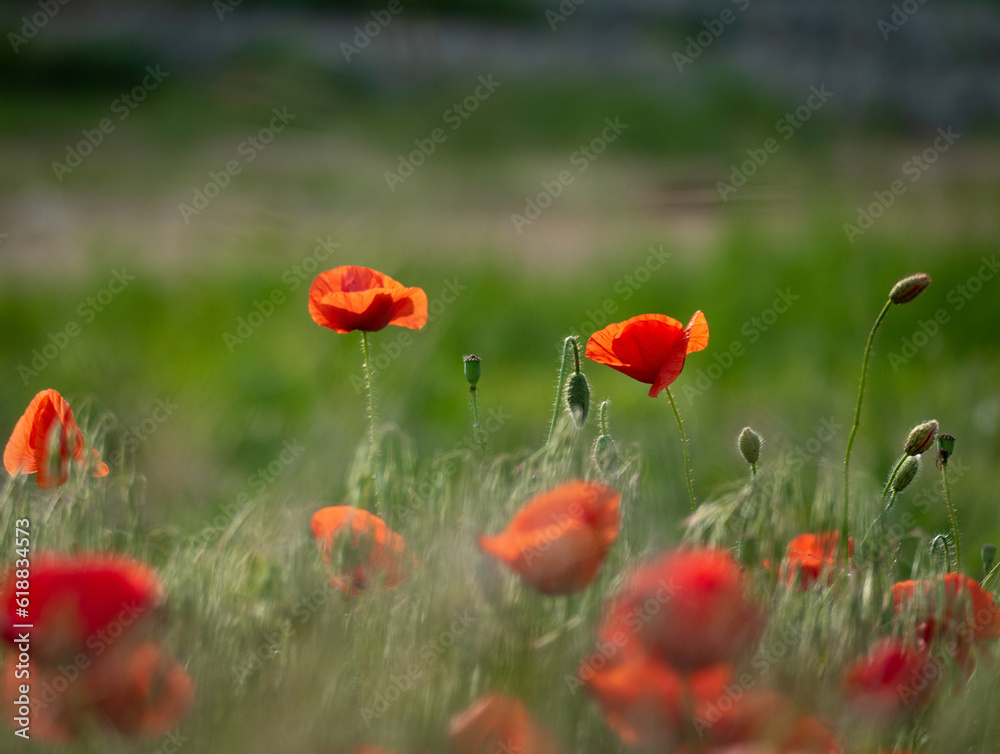 Fototapeta premium poppy field in summer