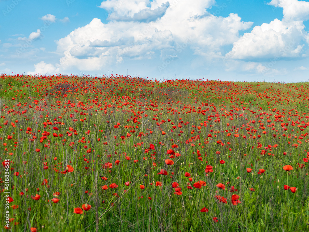 field of poppies and sky