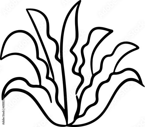 Cactus plant Succulent Desert